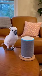 Dance Machine | Tourist Channel