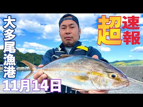 速報！11月14日、大多尾漁港（天草市）で青物乱舞！明日釣るならココ！
