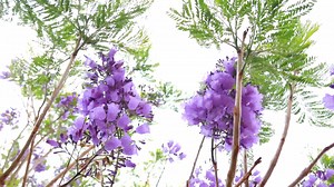 Jacaranda mimosifolia Purple flowers on a tree