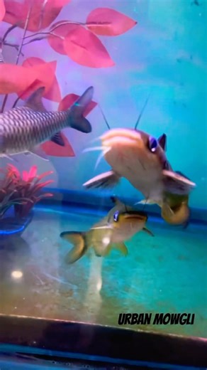 Horabagrus brachysoma or the sun catfish is a species of catfish #monstertank #aquarium #animallife