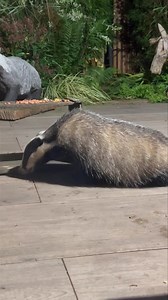 9.9K views · 2.7K reactions | Cub Tippy is a total floof just look at that coat 力❤️ | Mr Lumpy & Friends. | Facebook