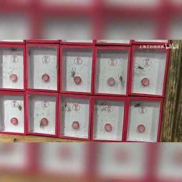 上海大型花鸟古玩市场，岚灵花鸟关门后很多搬来这里#vlog #熱門 #分享