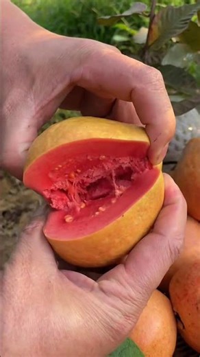 pink guava #trending #fruit