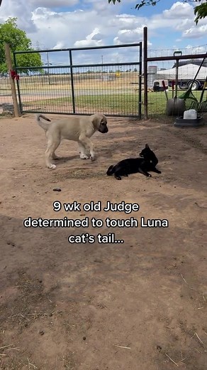 What could go wrong? | Raventree Ranch