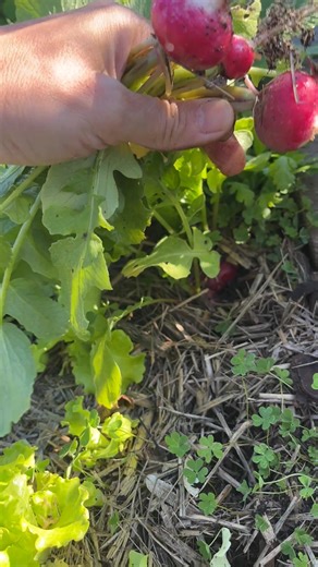 Harvest radish #red #radishes #morning #homegrown #backyardgarden | GrowwithChea