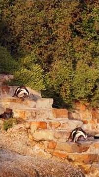 Funny Penguins | Забавные ПИНГВИНЫ #penguins #funny #cute #wildlife