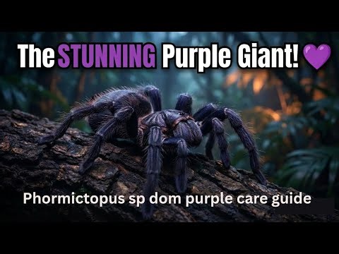 Is this the Most BEAUTIFUL Spider? 💜 Phormictopus sp. Dominican Purple