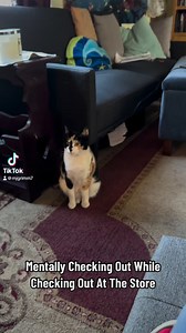 I’m such a nerd and made this video of my kitten autumn zoning out while my daughter was playing Roblox in the background 😂 #kitten #kittens #cat #cats | I'm Awesomesauce