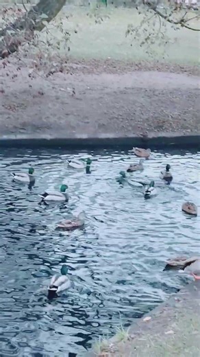 Feeding the ducks # ducklife