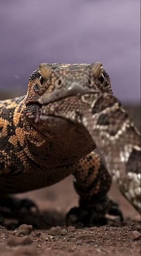 Venom on Venom: The Lizard vs. The Serpent Showdown! #GilaVsSnake