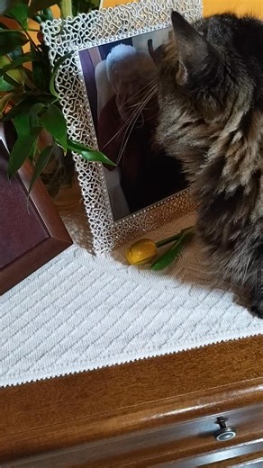 Justin mio che tutti i giorni bacia la foto della mia Cara Mammina😢 ogni volta mi fa emozionare, Mammina ci manchi❤️😘🙏😢 | Pina Giannone