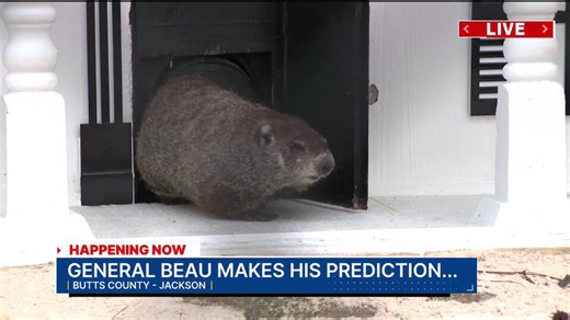 Early spring or more winter? Georgia groundhogs make their 2026 predictions