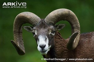 Argali - Alchetron, The Free Social Encyclopedia