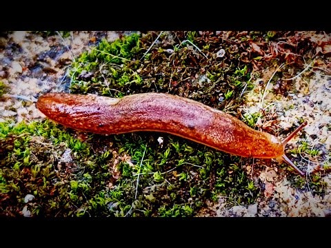 snails without shells down the hill