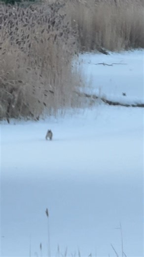 Seen a pair of Bobcats this morning! | Walkers Wildlife Control
