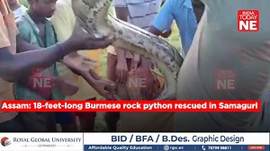 Assam: 18-feet-long Burmese rock python rescued in Samaguri. Locals along with an environmental activist managed to capture one of the largest-ever Burmese pythons in Assam.As per reports, the incident came to light after a group of labourers saw the massive python eating a goat near the staff line of the Balijuri tea estate after reports of several goats having disappeared from the area over the past few days raised concern among the villagers. #python #snake #snake #burmesepython #rescue #wild