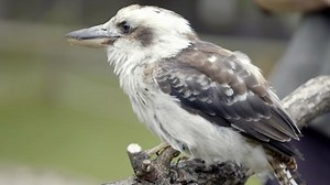 What sound does a kookaburra make?