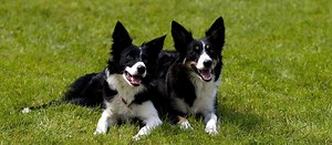 Border Collie: Steckbrief, Charakter & Größe | FRESSNAPF