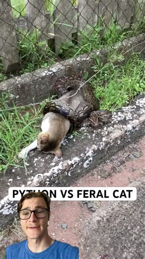 Cat-eating Python Gets Rescued! #snake #python