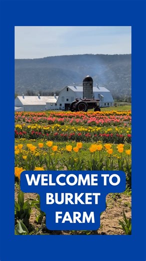 81K views · 469 reactions | Visit a MASSIVE central PA tulip farm! | PA Bucket List | Facebook