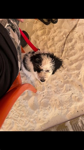 Cloudy’s first day at the beach. #puppy #beachday #minibernedoodle