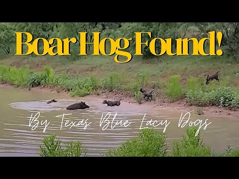 Boar Hog Found by Texas Blue Lacy Dogs!