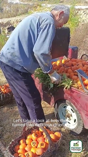 Farmers use traditional techniques to process persimmons into dried persimmon cakes | Vibes & Verses