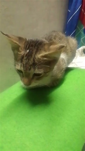 #cat#mrbeast #remix #song #dj #minecraft #mrbeast