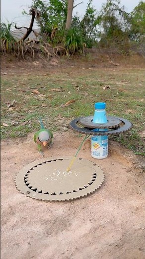 INNOVATIVE Amazing Parrot Trap #shorts