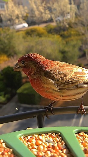 2.4K views · 12 reactions | Waking up to a backyard full of cute...