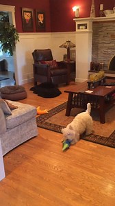 Piper will never go fetch a ball and return it but she sure loves playing hockey with them with any of her toys smacking them across the room ❤️ | The Piper Chronicles