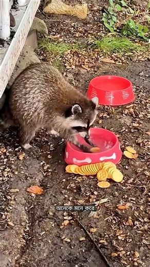 The mystery of the strange habits of raccoons is a funny behavior of nature #shorts