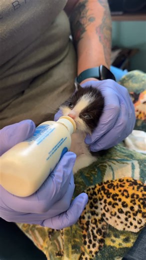 50K views · 8.7K reactions | A sweet little visitor came to the...