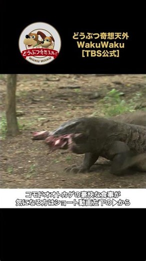 Hungry Komodo Dragons Are Lightning Fast! [Amazing Animals / WAKUWAKU]