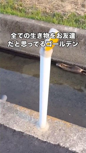 生物は皆お友達を体現するゴールデンレトリバーの社交性気質が高すぎる #ゴールデンレトリバー #大型犬 #お散歩 #shorts