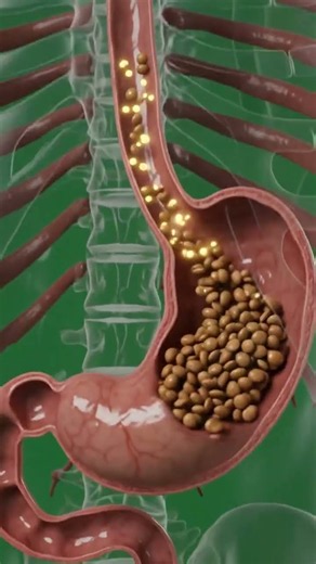 What Happens Inside Your Body When You Eat Lentils? 🫘😱 | 3D Human Anatomy Animation