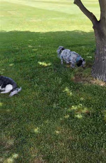 join the Roly poly game | Wenz Small Doggie Care | Facebook