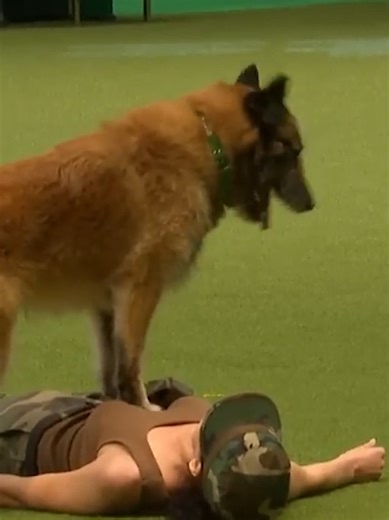Lusy Imbergerova and Deril's Amazing Crufts Performance
