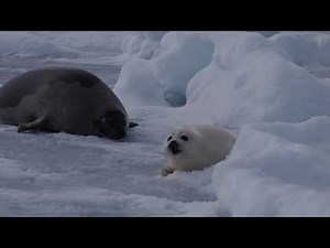 あざらしの赤ちゃん8【気になる】☆harp seal baby