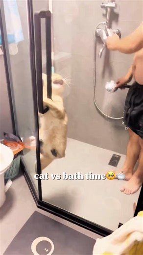 Hilarious Cat Bath Time Compilation