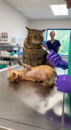 🐶🔥 Cat Ends Screaming Instantly