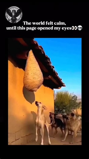 Wild Life Decoded on Instagram: "Honey bees (Apis mellifera) are highly organized social insects that live in tightly coordinated colonies. Each hive operates like a single living system, made up of three distinct groups: one queen whose main role is reproduction (laying thousands of eggs daily), male drones that exist solely to mate, and large numbers of female worker bees that handle every other task needed for survival. Worker bees change responsibilities as they grow older—a process known as