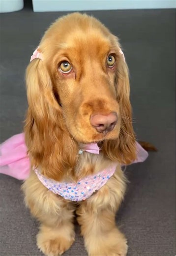 Cocker Spaniel Puppy as Princess Aurora