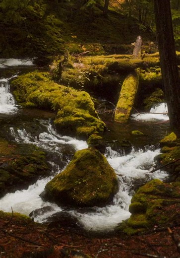 Gifford Pinchot National Forest is a vast forest in southern Washington known for its rugged mountains, volcanic landscapes, and dense evergreen trees. It sits near Mount St. Helens and includes waterfalls, rivers, and hundreds of miles of hiking trails. The forest is popular for outdoor activities such as camping, hiking, fishing, and wildlife viewing. #giffordpinchotnationalforest #nationalforest #forest #forestcore #darkaesthetic