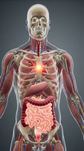 Human Body Anatomy #HumanAnatomy #Anatomy #MedicalEducation #AnatomyStudy #HumanBody #Medical