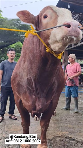 SAPI QURBAN JUMBO 1 TON, BARU DATANG SEGERA BOOKING@KandangBTM