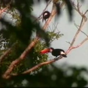 Tropical Rainforest biomes