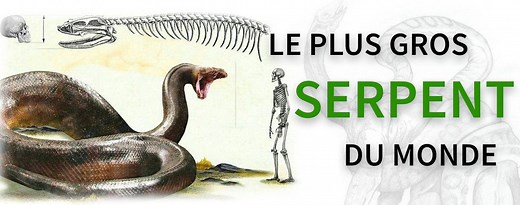 Le Plus Gros Serpent du Monde