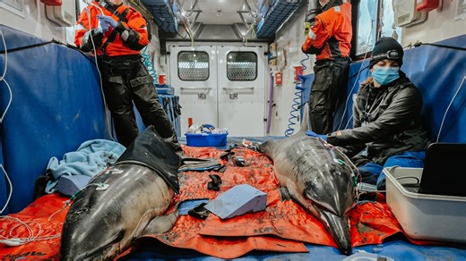 Two dolphins take a wrong turn in Wareham marsh, saved by rescuers