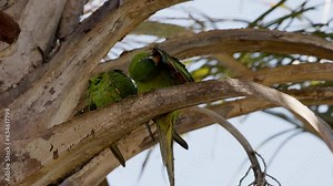 Adult Red shouldered Macaw